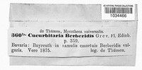 Cucurbitaria berberidis image
